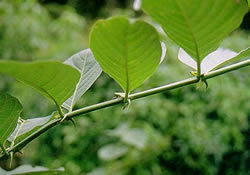 planta uña de gato